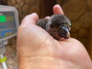 Baby Penguin "Kolisi"