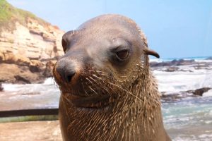 Mobie-2021-Paige-Pascoe-SAAMBR