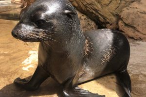 nala-landsape-website