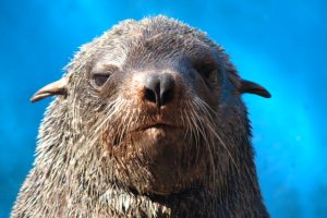 seals-ushaka-sea-world-Hlabathi-saambr-rescue-south-african-association-for-marine-biological-research-ori-durban-kzn