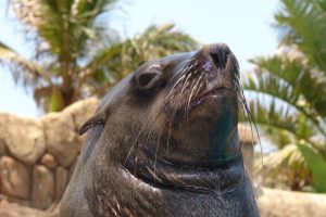 seals-ushaka-sea-world-Hobi-saambr-rescue-south-african-association-for-marine-biological-research-ori-durban-kzn
