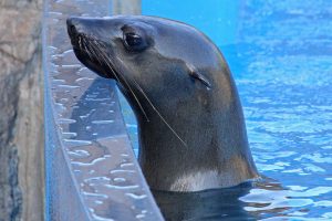 seals-ushaka-sea-world-Ilanga-saambr-rescue-south-african-association-for-marine-biological-research-ori-durban-kzn