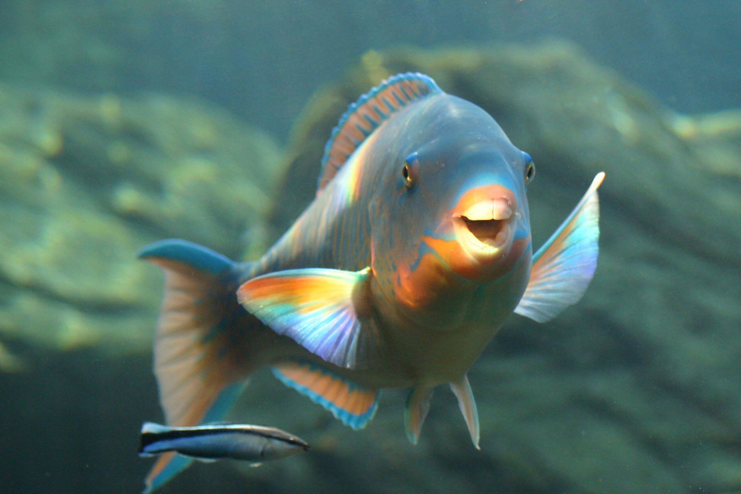 Fishy-Friday-Parrot-fish-scaled