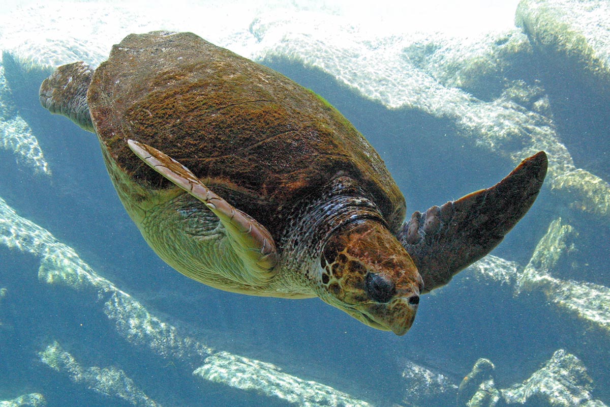 ushaka-sea-world-saambr-turtles-south-african-association-for-marine-biological-research-ori-durban-kzn