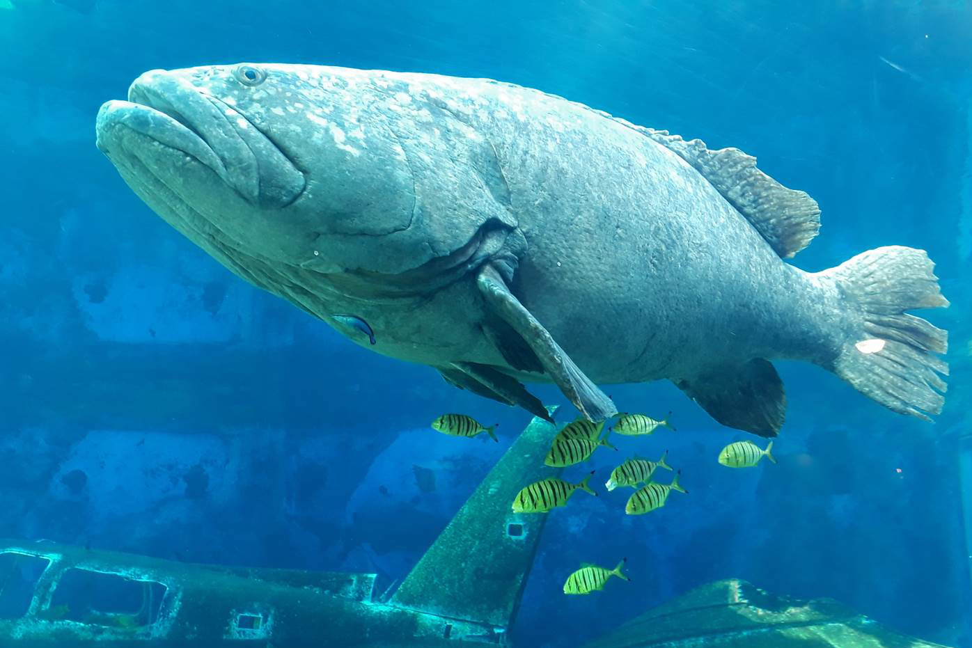 Deon-shark-exhibit-brindle-bass-ushaka-sea-world-aquarium