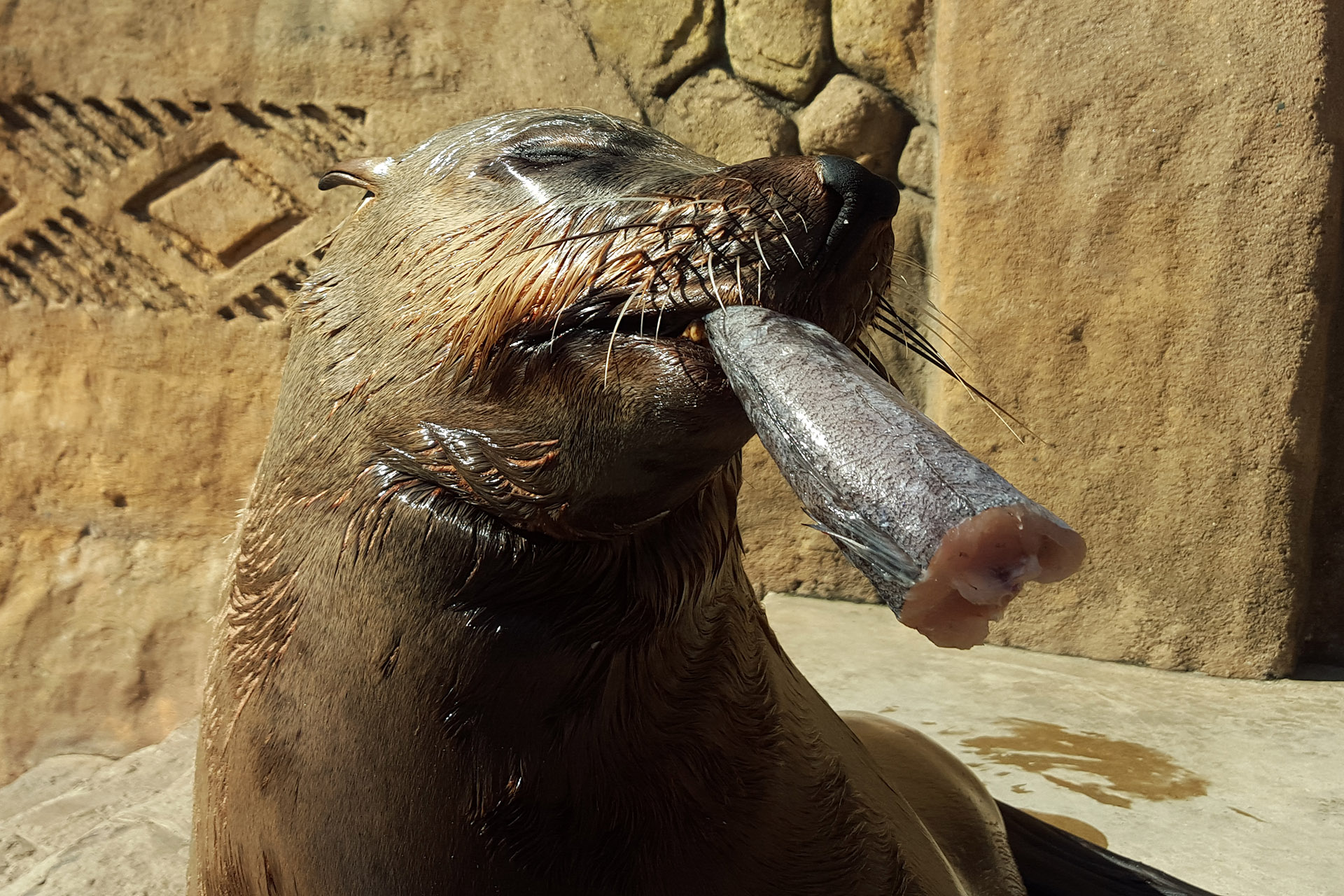 Jabulani-fish-nutrition-seal-animal-care-SAAMBR-1