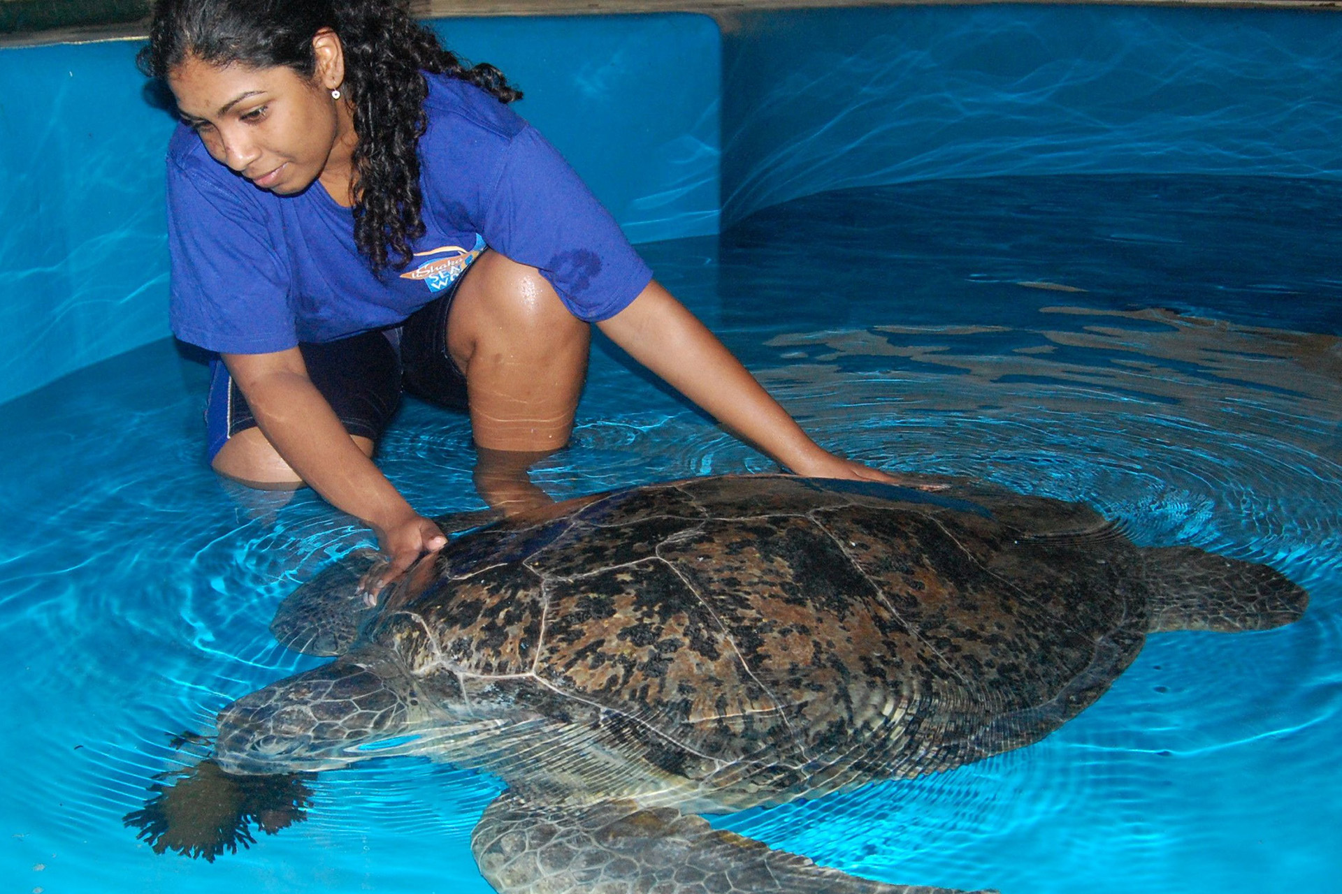 Napoleon-rehabilitation-rescue-turtle-iconic-ushaka-sea-world-aquarium-SAAMBR-1