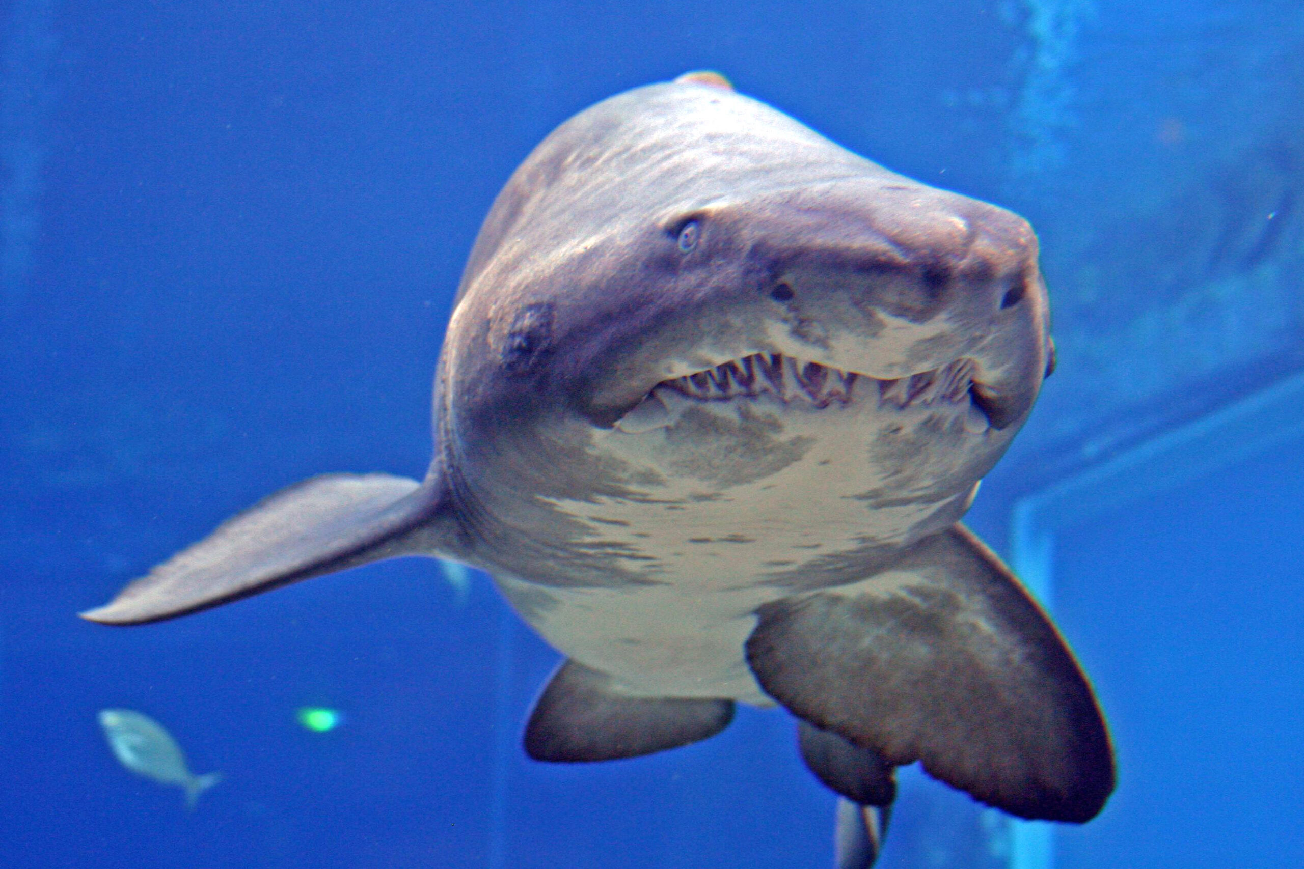 Notch-ragged-tooth-shark-iconic-ambassador-aquarium-ushaka-sea-world-SAAMBR-1