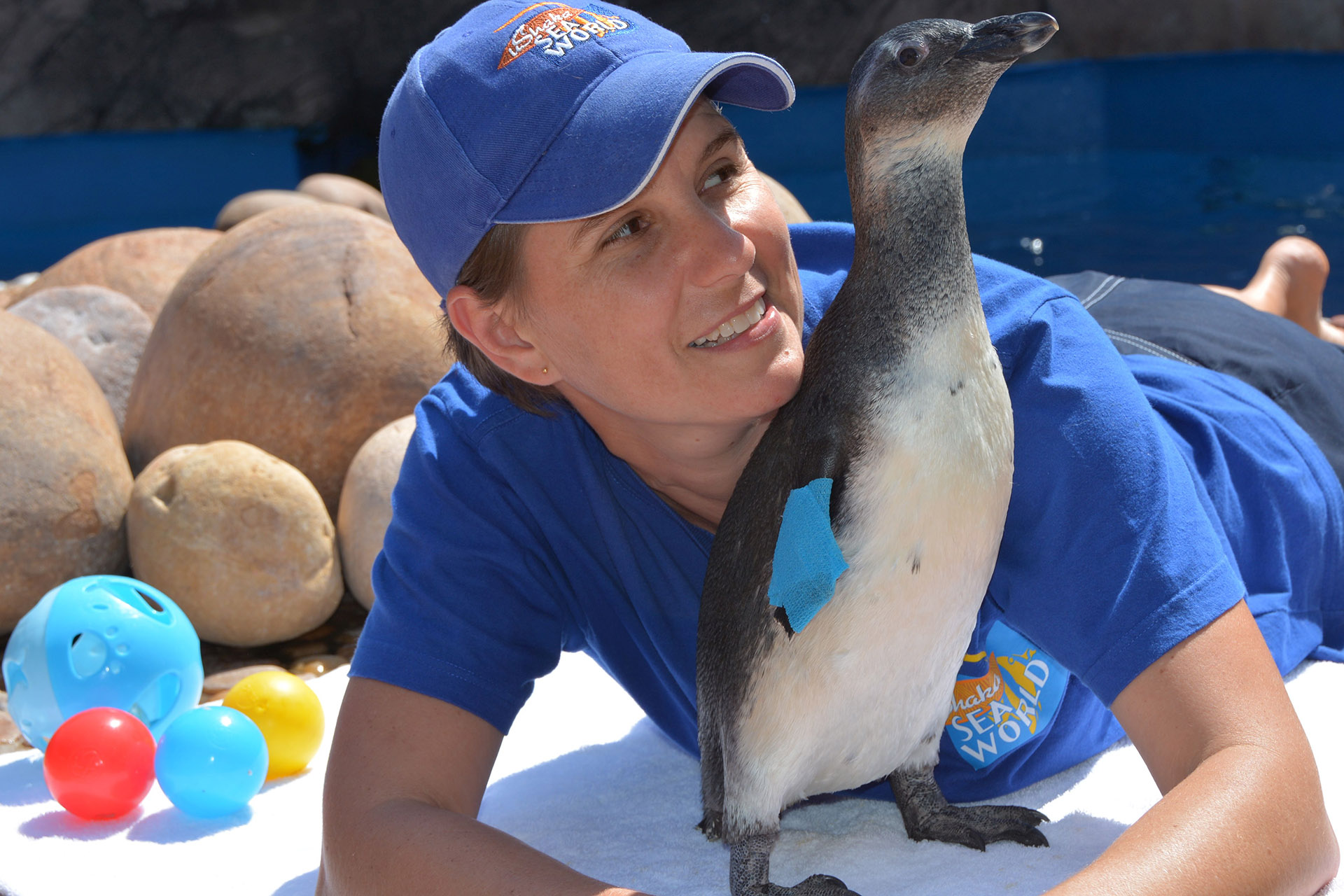 african-penguin-button-endangered-species-rescue-SAAMBR-iconic-animal-4