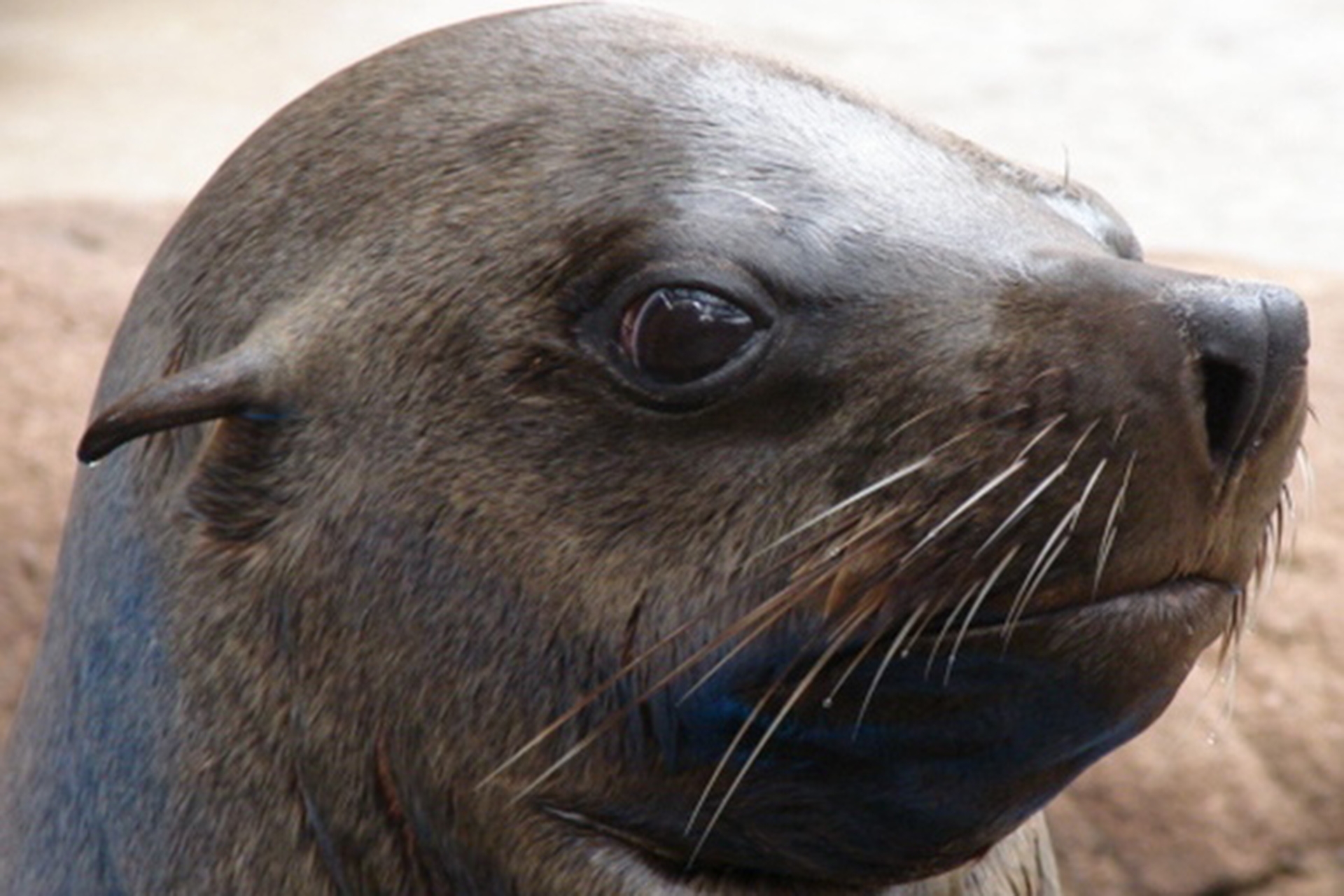 jabu-cape-fur-seal-ushaka-sea-world