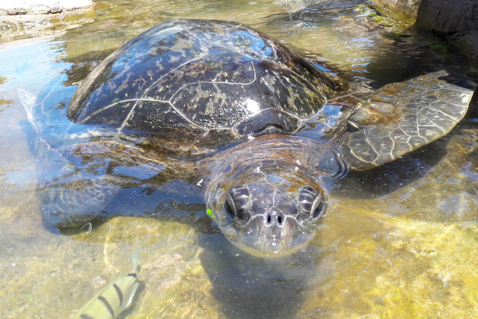 napoleon-feed-uShaka-sea-world-new-1