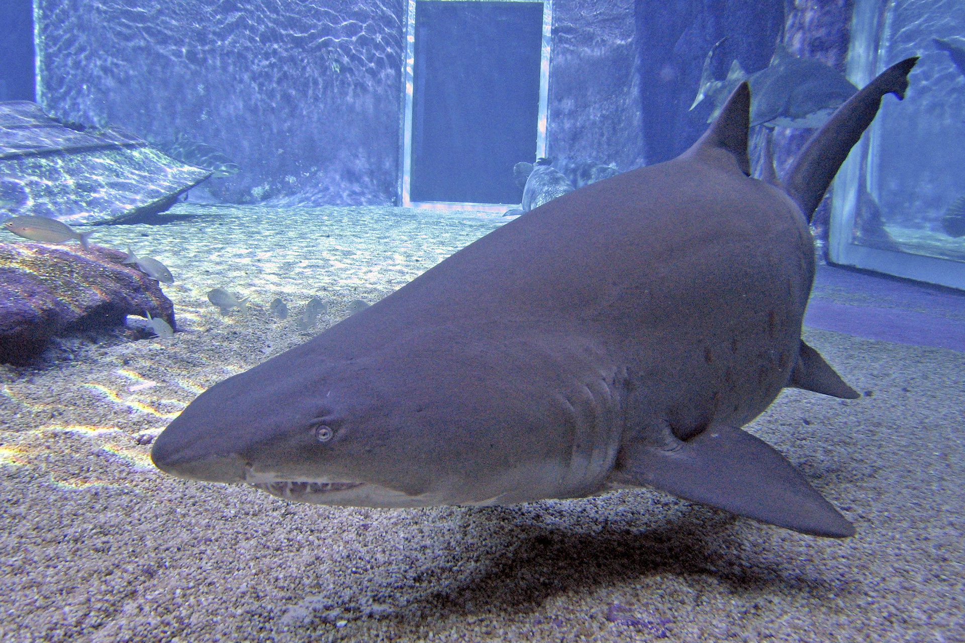 notch-ragged-tooth-shark-aquarium-icon-SAAMBR-ushaka-sea-world