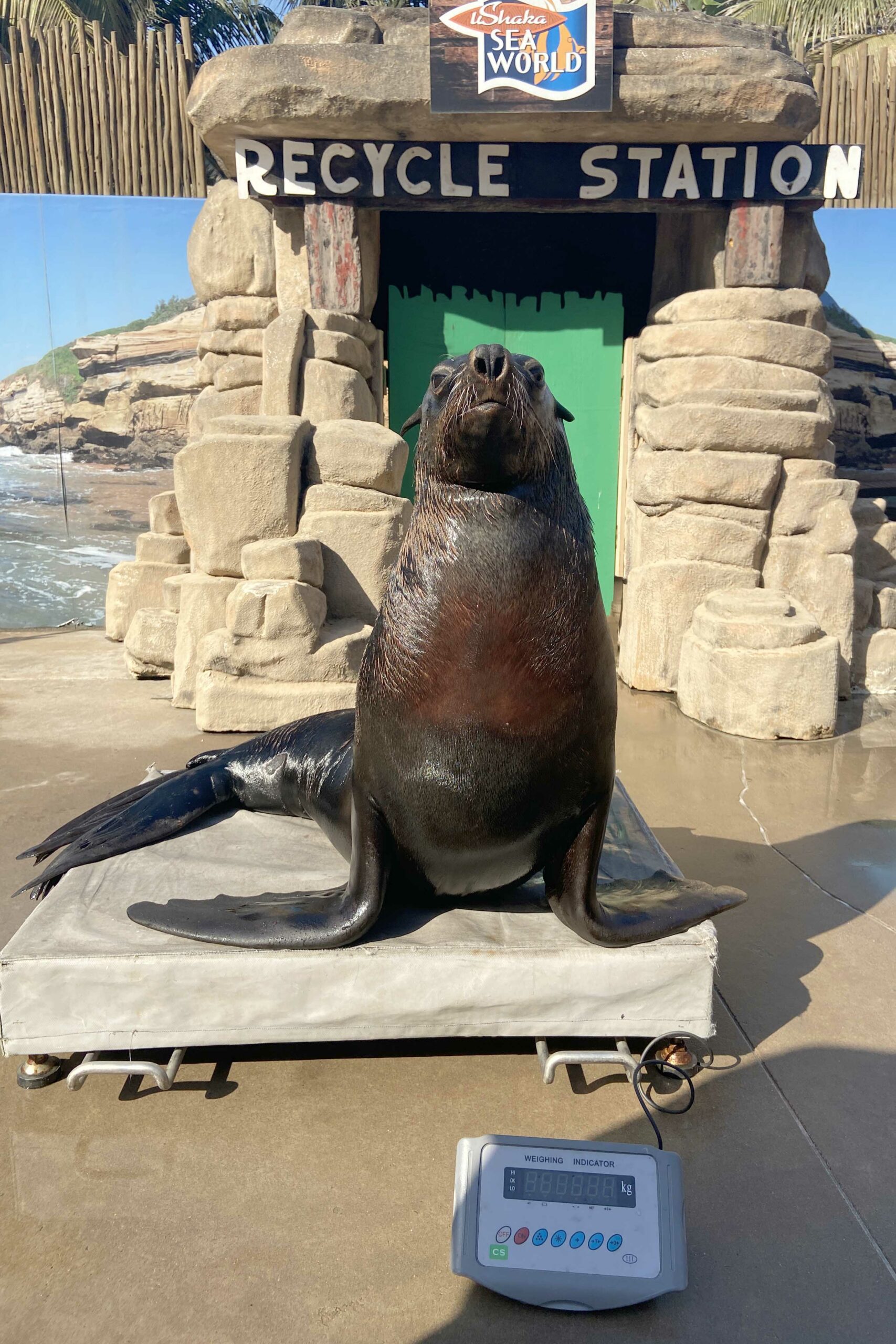 seal-weight-scaled