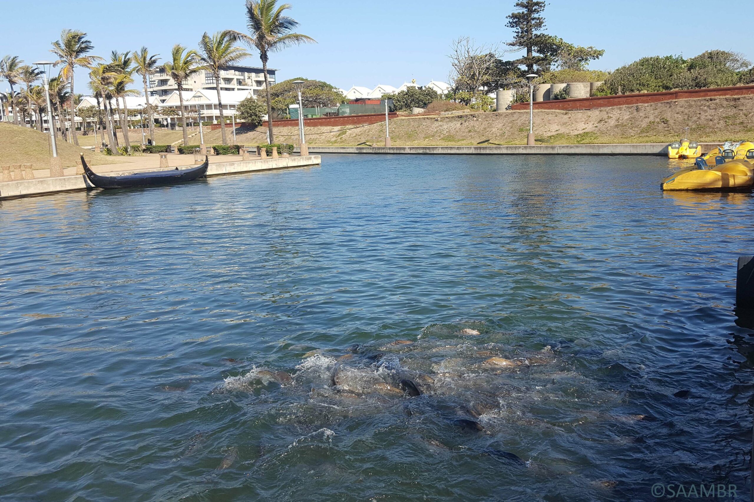 simons-canal-pic-web-scaled