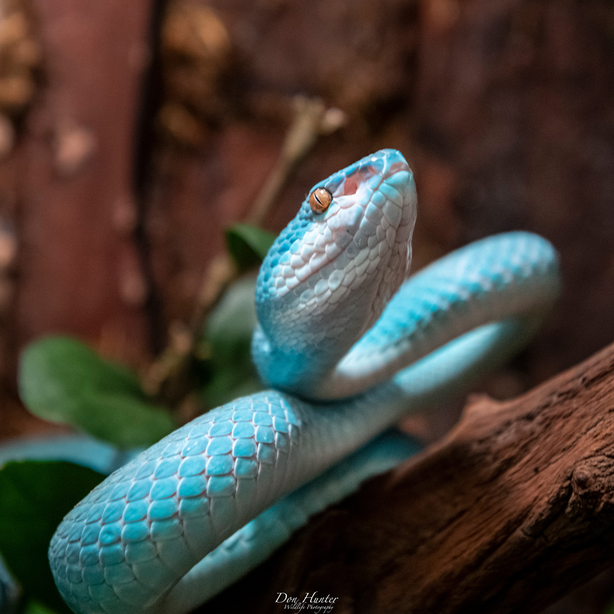 blue-snake-close