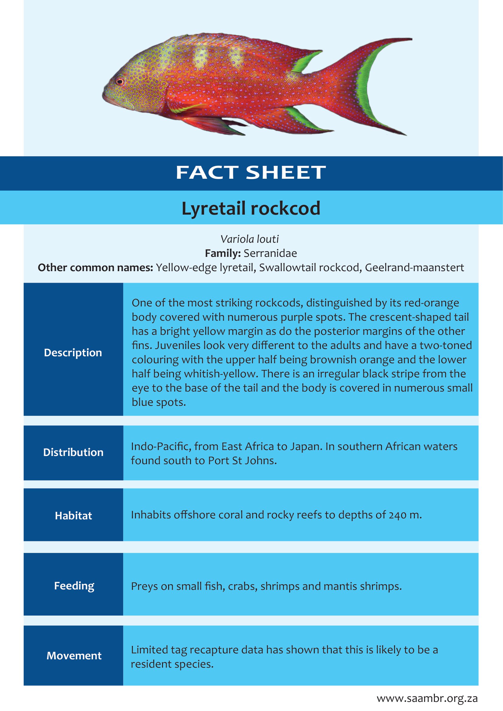 Lyretail Rockcod