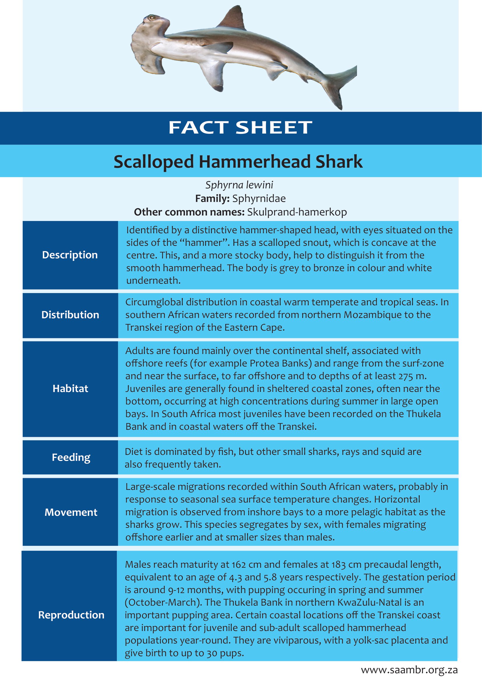Scalloped Hammerhead Shark
