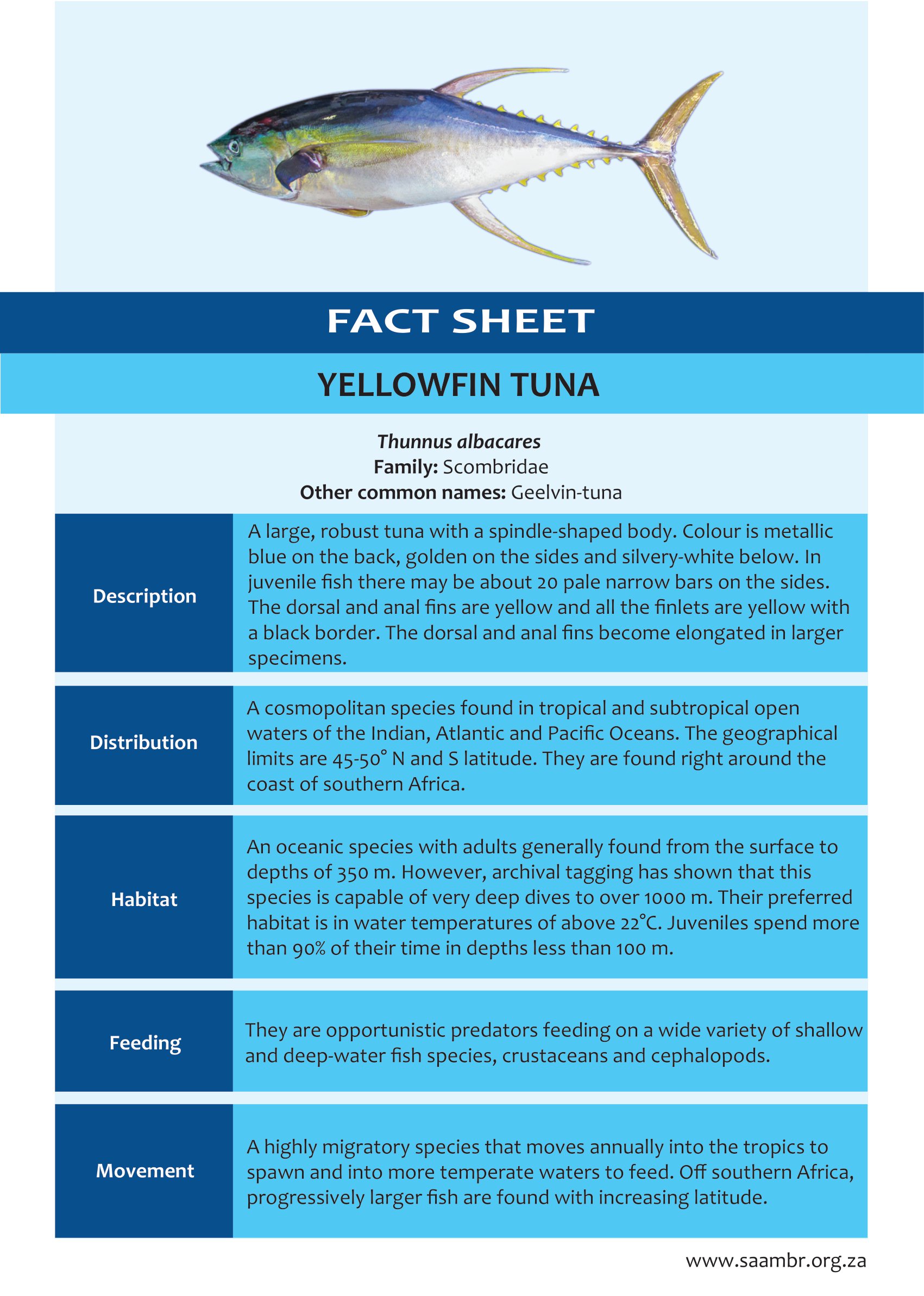 Yellowfin Tuna