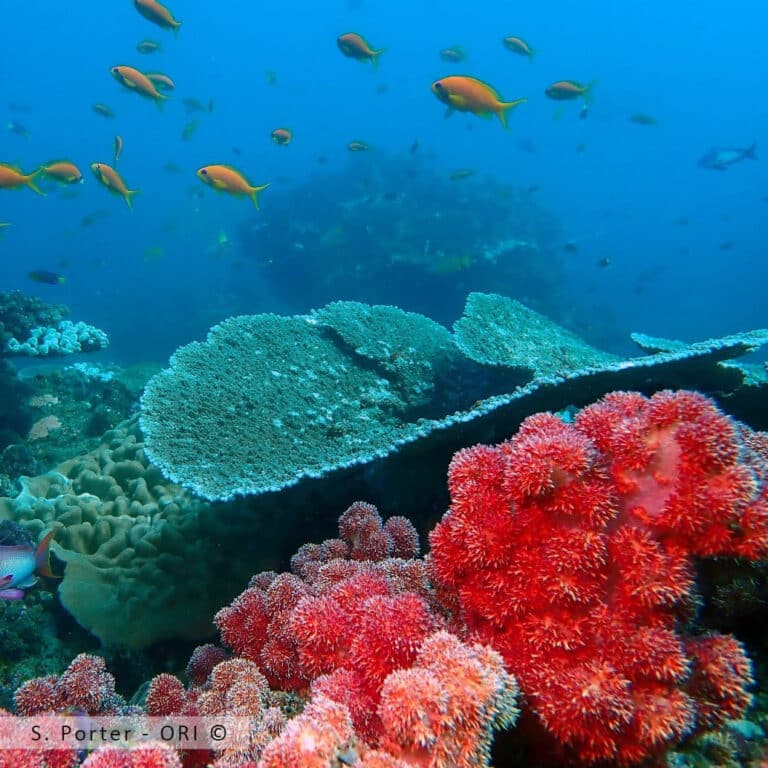 A coral reef in the isimangaliso Wetland Park. These reefs contribute significantly to the dive tourism industry and support the local economy in an economically impoverished area of KZN, providing hundreds of direct and indirect jobs.